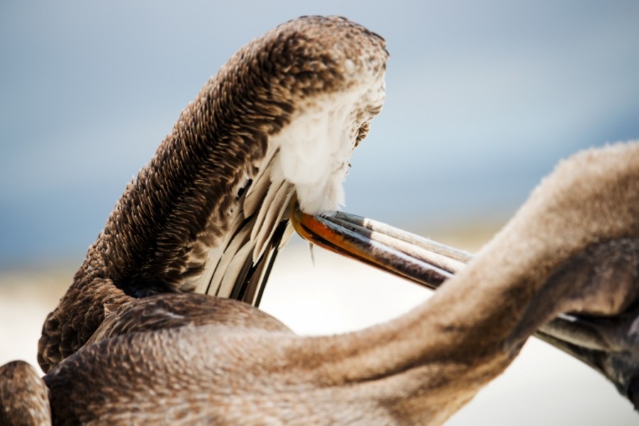 Brown Pelican (Pelecanus occidentalis)